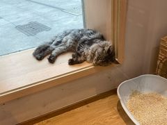 -Pets First伊珊娜洗护·精致美容·家庭式寄养(新会路店)