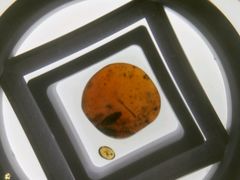 -上海昆虫博物馆