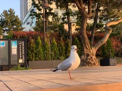 -台场海滨公园船码头
