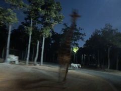 -清迈夜间动物园
