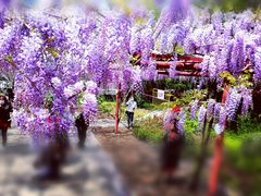 -嘉定紫藤园
