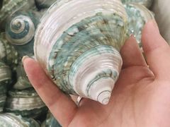 -青岛贝壳博物馆