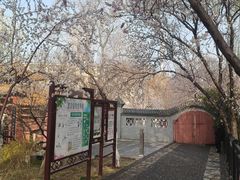 -桃花堤公园