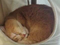 -猫力发电所·宠物专门店