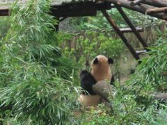 -成都大熊猫繁育研究基地