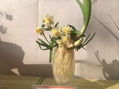 -龙大花卉苗木市场