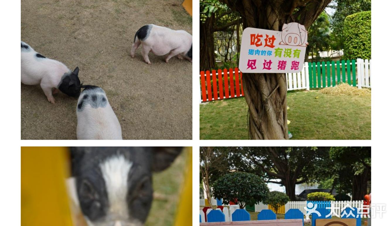 跟我一起去找小猪玩！