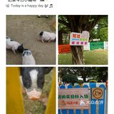 跟我一起去找小猪玩！