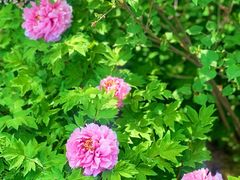 -东华门大街小区