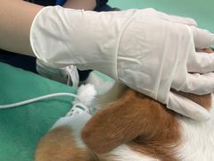 -北京观赏动物医院·24小时大型综合·猫专科·异宠专科