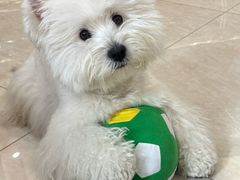 -翊宠yipet猫狗购宠庄园犬舍•猫舍