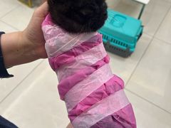 -北京观赏动物医院·24小时大型综合·猫专科·异宠专科