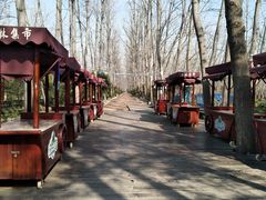 -合肥滨湖国家森林公园