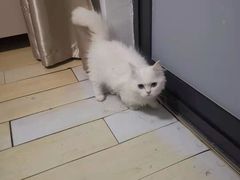 -山宅一喵德文卷毛猫舍