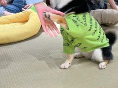-逗柴咖啡屋·狗咖猫咖宠物桌游