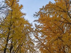-三里屯东五街银杏大道