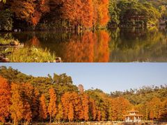 -深圳仙湖植物园