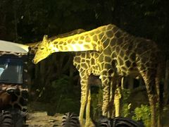 -清迈夜间动物园