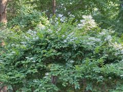 -广州白江湖森林公园