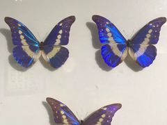 -上海大自然野生昆虫馆(东方明珠·爬宠昆虫探索中心)