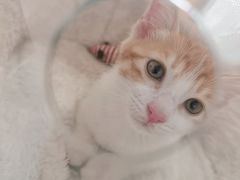 -瑞派福兴宠物医院犬猫全科·骨科·中西医结合(河东店)