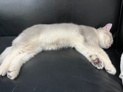 -爱诺耐芙动物医院(万博店)