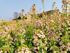 -中国天府农业博览园