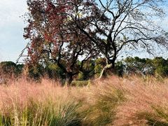 -艾溪湖湿地公园