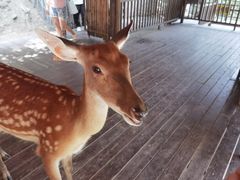 -栾川竹海野生动物园
