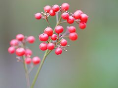 -桤木河湿地公园