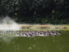-广州长隆飞鸟乐园