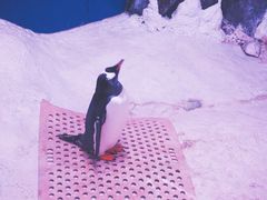 -暹罗海洋世界