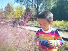 -永定河休闲森林公园