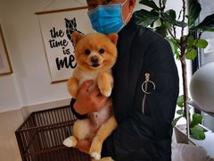 -Double Rui宠物酒店