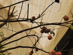 -后海16号·北京私房菜