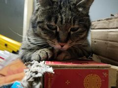 -瑞派宠物医院·24h·骨外科·皮肤科·全科宠物医疗转诊中心(沈阳浑南院)