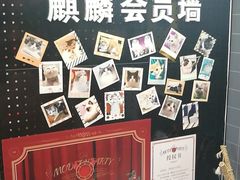 -十年猫舍·猫咪专门店(普陀店)