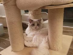 -猫大福·Fortune Cat猫舍(百子湾店)