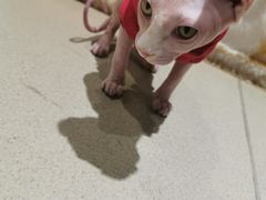 -藏猫猫咖啡主题馆(中央大道店)