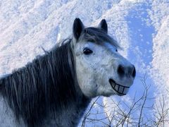 -太子岭滑雪场