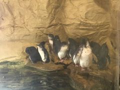 -悉尼海洋生物水族馆