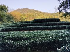 -龙井村
