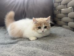 -lincat·猫舍(广州店)