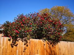 -墨尔本皇家植物园