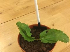 -雷门拉面·现熬骨汤(凯德来福士店)