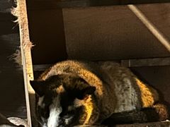 -清迈夜间动物园