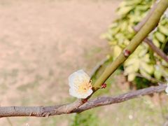 -南京古林公园