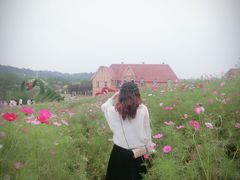 -大塘金香草谷