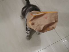 -宠福鑫康馨动物医院·骨科·眼科