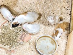 -上海大自然野生昆虫馆(东方明珠·爬宠昆虫探索中心)